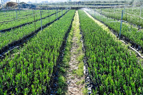 橄榄苗种植技术揭秘：如何打造高产优质橄榄园？