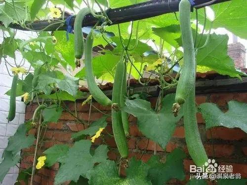 揭秘丝瓜种植秘籍：高效管理与技术提升