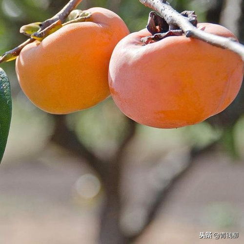 揭秘日本甜柿子种植技术：如何培育出甜蜜的果实？