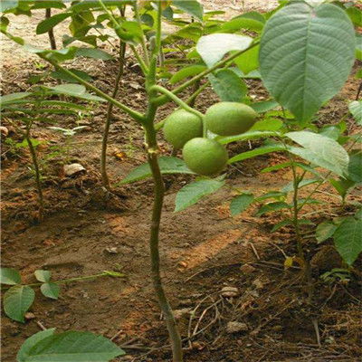 核桃树苗种植攻略：揭秘高效栽培之道