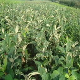 板栗苗种植攻略：揭秘高效种植技术，助力丰收（2025版）