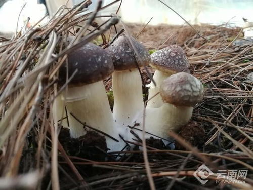 《菇农新篇章：揭秘现代菇类种植技术革新之路》