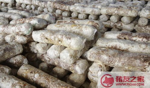菌包种植：揭秘高效益的食用菌栽培技术