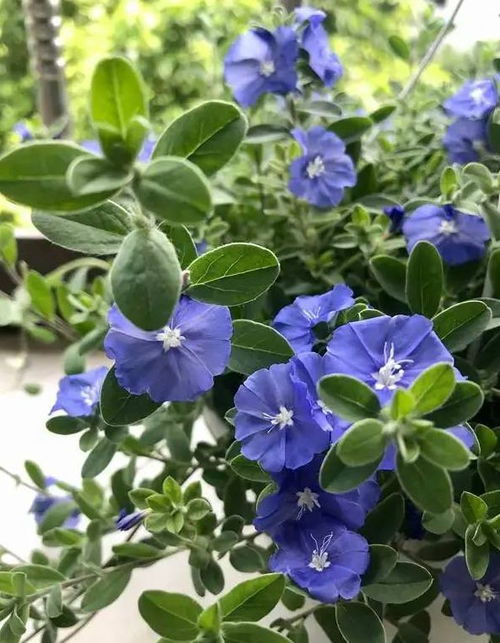 《蓝星花种植攻略：揭秘高效种植技巧，打造美丽花园！》