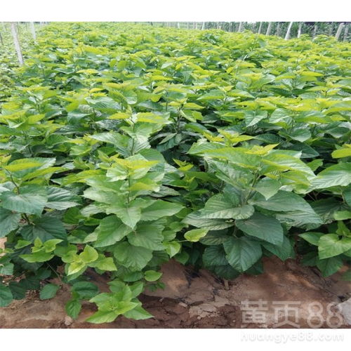 《揭秘红肉苹果种植：掌握关键技术，丰收在望！》