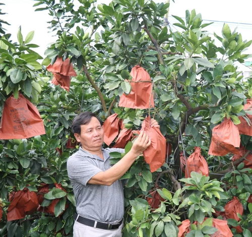 黄金三号蜜柚种植技术揭秘：如何打造高品质果实？