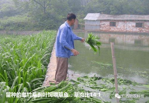 《牧草种植：掌握这些关键技术，让草地更绿、效益更高！》