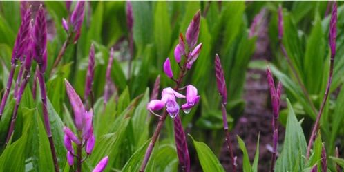 湖北白芨种植技术解析：揭秘高品质药材的秘密