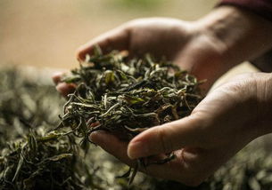 茶叶种植与管理：揭秘绿色黄金的培育之道