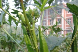 黄秋葵种植攻略：揭秘高效种植技术，助您轻松收获美味佳肴