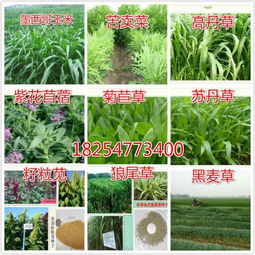 《菊苣种植：揭秘高效栽培之道，助力农业增收新篇章》