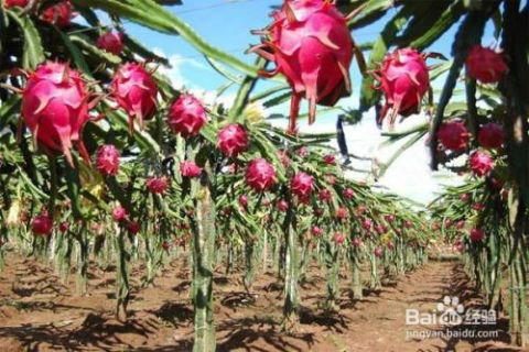 揭秘火龙果种植奥秘：如何让您的果园绽放“红宝石”？