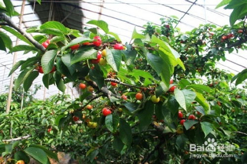 揭秘温室樱桃种植：如何打造高品质果实？