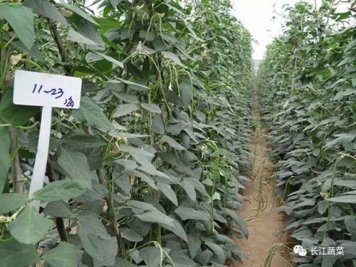 豇豆种植：揭秘高效益的秘密武器