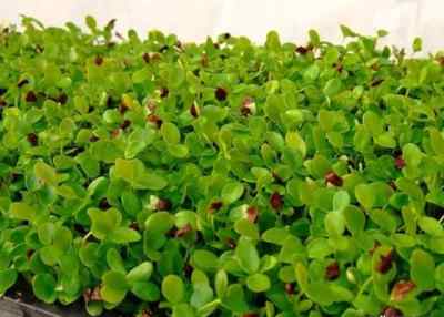 芽菜种植新趋势：揭秘高效生态种植技术