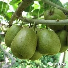 猕猴桃种植：揭秘高效益的绿色农业新模式