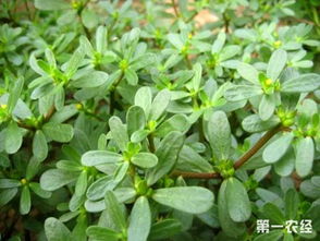 马齿苋种植攻略：如何培育出高产优质的“长寿菜”