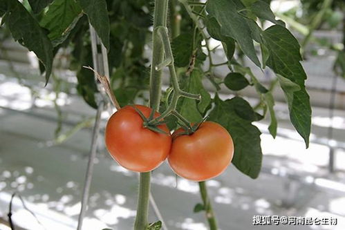 西红柿种植中的病害难题：揭秘与应对之道