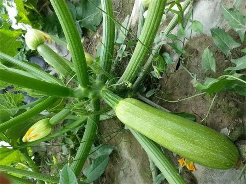 西葫芦种植技术解析：如何提高产量与品质？