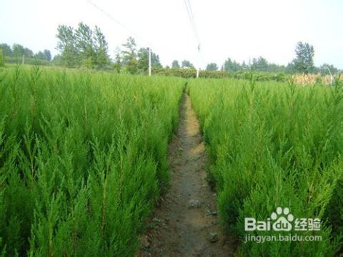 花豆种植与管理：揭秘高效农业的秘密武器