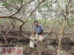 揭秘红树林种植技术：如何让蓝色星球绿意盎然？