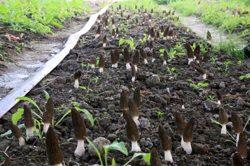 羊肚菌种植技术揭秘：如何实现经济效益最大化？