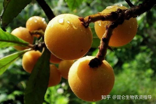 枇杷果树种植技术揭秘：如何打造高产优质果园？