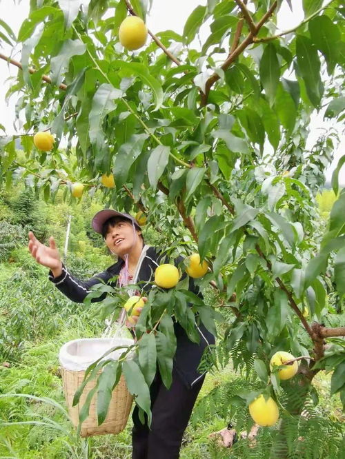 炎陵黄桃种植技术揭秘：如何培育出甜美多汁的黄金果实？