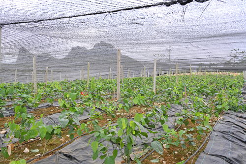 龙须菜种植技术解析：揭秘海洋蔬菜的绿色财富密码