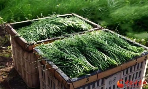 《野沙葱种植攻略：揭秘自然之宝的培育奥秘》