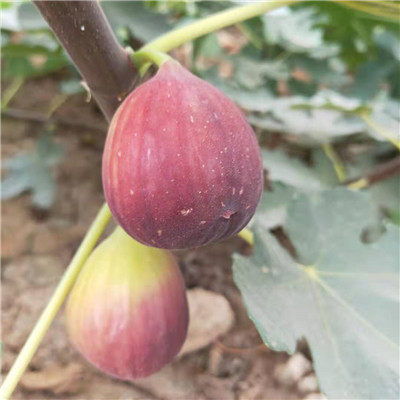 《湛江无花果种植技术揭秘：如何打造高品质果品？》