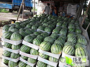 《揭秘8424大棚西瓜种植秘籍：如何培育出甜美的夏日佳果？》