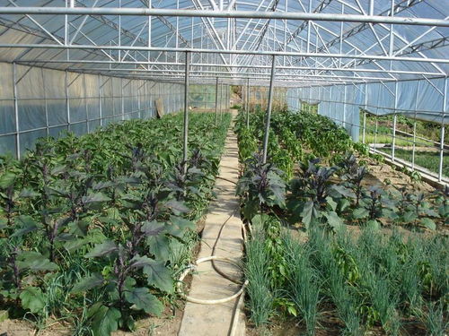 揭秘蔬菜种植奥秘——蔬菜种植技术网站大全指南
