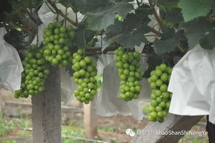 葡萄种植技术与管理APP：智能时代农业创新的得力助手