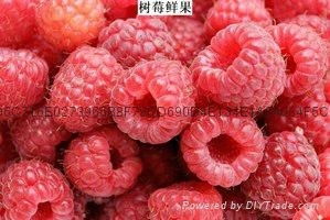 合作社树莓种植：揭秘高效益的秘密武器