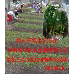《白芨种植：揭秘高效益的绿色产业新宠儿》