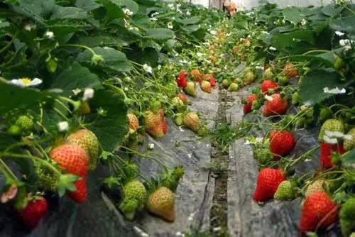 《黑草莓种植全攻略：揭秘高效种植技术，丰收不是梦！》