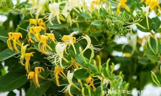 《金银花种植全攻略：如何培育出高品质的“绿色黄金”？》