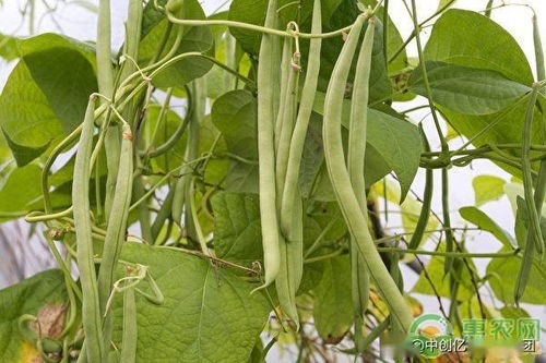 揭秘四季豆种植施肥之道：如何提升产量与品质？