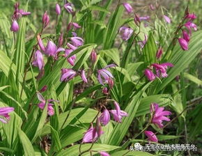 白芨种植技术揭秘：如何培育高品质中药材？