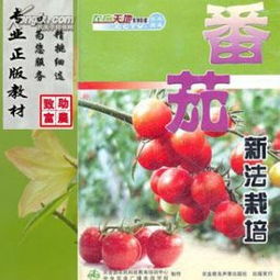 番茄种植：揭秘高效管理技术，让果实更美味