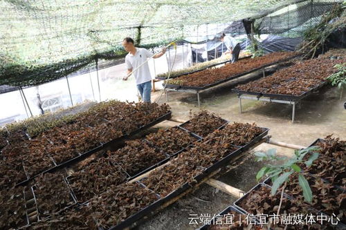 金线莲仿野生种植技术：揭秘提升中药材品质的新途径