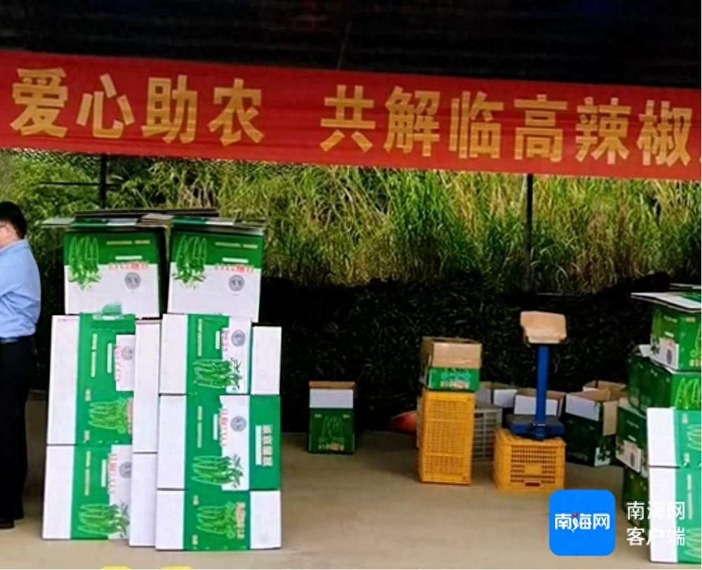 海南省农产品网络营销策划书_海南临高县辣椒价格低迷_临高县辣椒助农销售活动