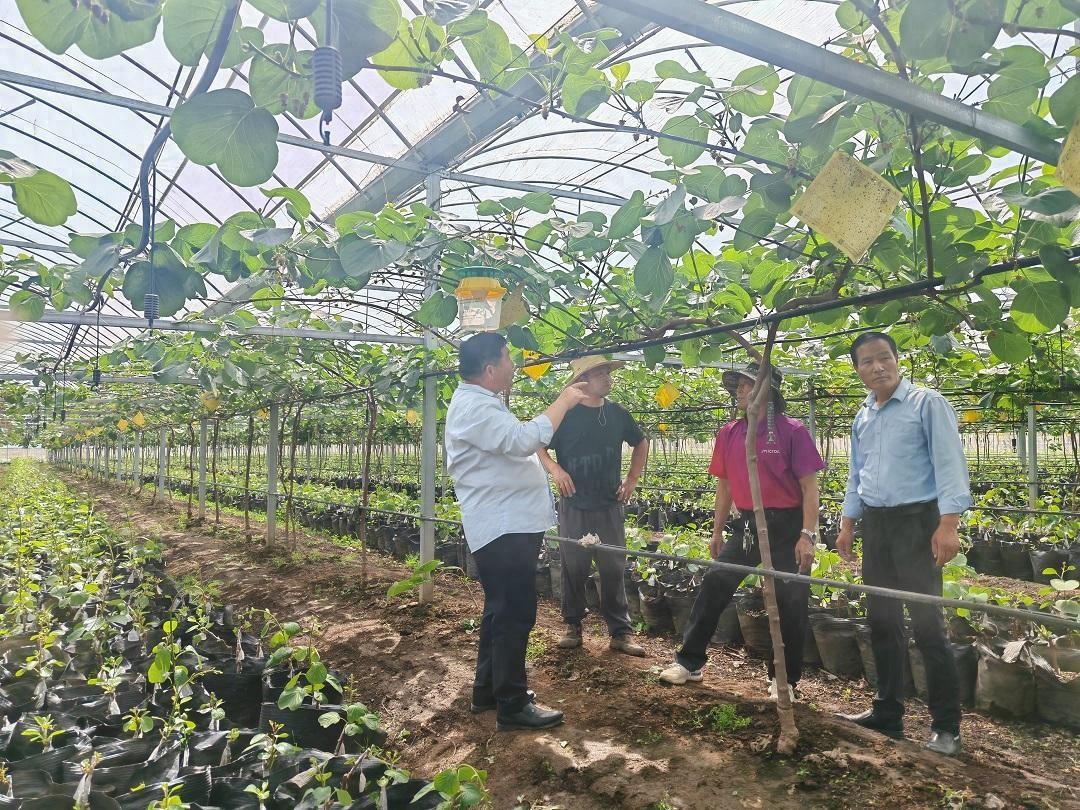 秦岭北麓猕猴桃标准化生产_西安全程质量控制试点城市_我国优势农产品