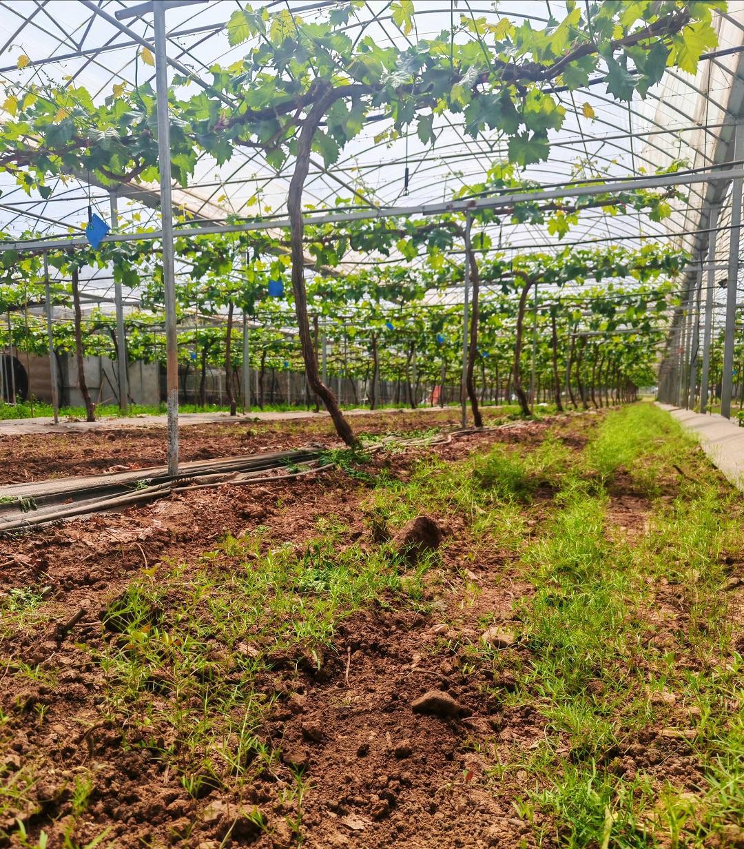西安全程质量控制试点城市_我国优势农产品_秦岭北麓猕猴桃标准化生产
