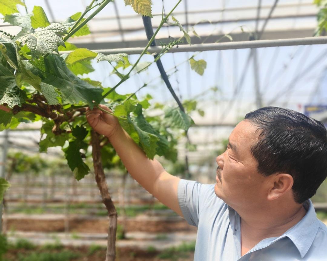 秦岭北麓猕猴桃标准化生产_西安全程质量控制试点城市_我国优势农产品