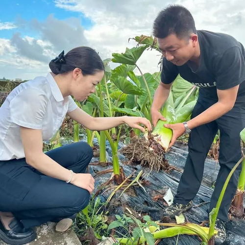 《荔浦芋头种植技术揭秘：如何培育出香糯佳肴？》