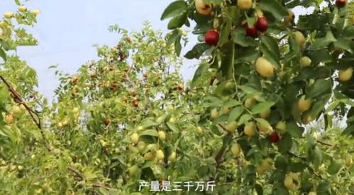 揭秘枣树种植奥秘：科技赋能下的高效栽培技术