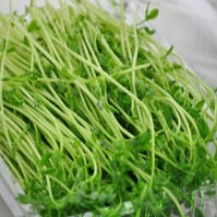 芽苗菜种植，致富新路径——揭秘高效芽苗菜种植技术