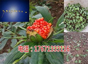 七叶重楼种植秘籍：揭秘古老植物的现代栽培艺术
